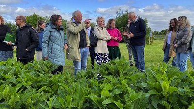 Uitleg over de teelt van Zonnekroon